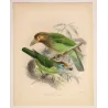 Ceylon Barbets (Megalaema zeylanica & Megalaema flavifrons) – Original Antique Bird Print by Keulemans