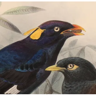 Sri Lankan Mynas – Keulemans, Antique Hand-Colored Engraving