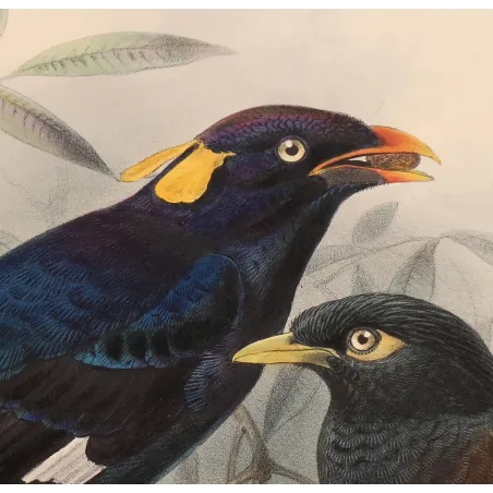 Sri Lankan Mynas – Keulemans, Antique Hand-Colored Engraving