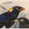 Sri Lankan Mynas (Eulabes ptilogenys & Acridotheres melanosternus) – Original Antique Bird Print by Keulemans