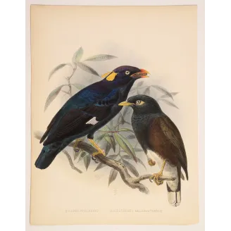 Sri Lankan Mynas – Keulemans, Antique Hand-Colored Engraving