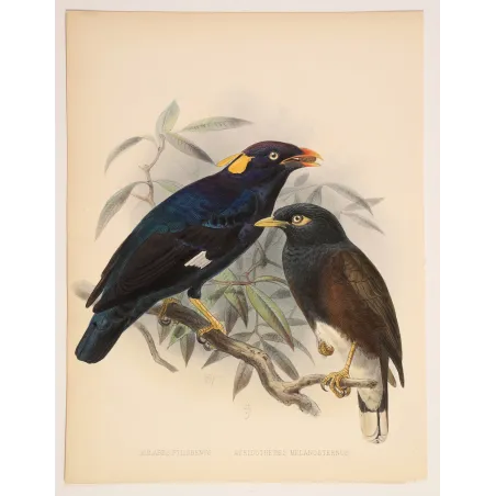 Sri Lankan Mynas – Keulemans, Antique Hand-Colored Engraving