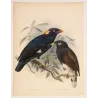 Sri Lankan Mynas (Eulabes ptilogenys & Acridotheres melanosternus) – Original Antique Bird Print by Keulemans