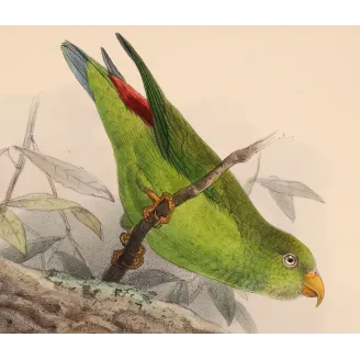 Crimson-fronted Barbet & Ceylon Hanging Parrot – Keulemans Bird Print