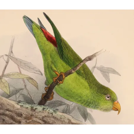 Crimson-fronted Barbet & Ceylon Hanging Parrot – Keulemans Bird Print