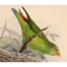 Crimson-fronted – Barbet Hanging Parrot (Xantholaema rubricapilla / Loriculus indicus) – Original Antique Bird Print – Keulemans