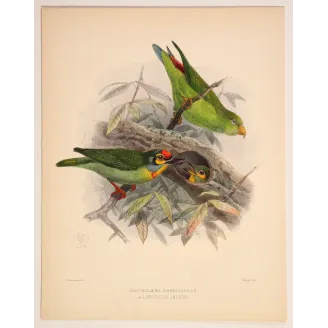 Crimson-fronted Barbet & Ceylon Hanging Parrot – Keulemans Bird Print