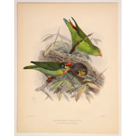 Crimson-fronted Barbet & Ceylon Hanging Parrot – Keulemans Bird Print
