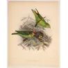 Crimson-fronted – Barbet Hanging Parrot (Xantholaema rubricapilla / Loriculus indicus) – Original Antique Bird Print – Keulemans