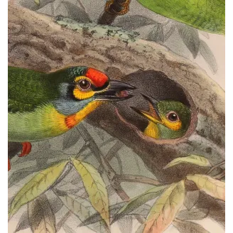 Crimson-fronted Barbet & Ceylon Hanging Parrot – Keulemans Bird Print