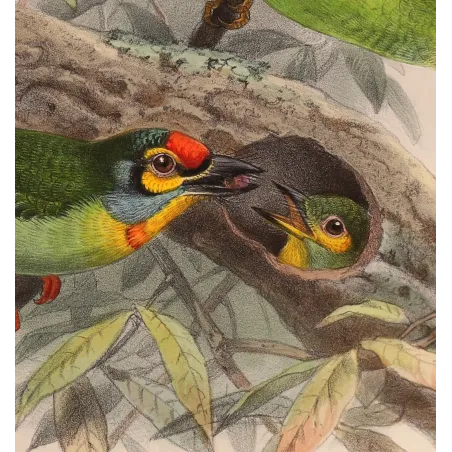 Crimson-fronted Barbet & Ceylon Hanging Parrot – Keulemans Bird Print