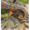 Crimson-fronted – Barbet Hanging Parrot (Xantholaema rubricapilla / Loriculus indicus) – Original Antique Bird Print – Keulemans