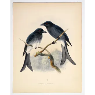 White-rumped Drongo – Keulemans, Antique Bird Print