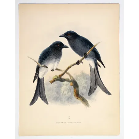 White-rumped Drongo – Keulemans, Antique Bird Print