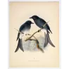 White-rumped Drongo (Buchanga leucopygialis) – Original Antique Bird Print by Keulemans