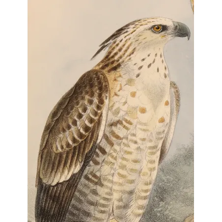 Crested Hawk-Eagle – Keulemans, Antique Bird Print