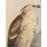 Crested Hawk-Eagle (Spizaëtus kelaarti) – Original Antique Bird Print by Keulemans