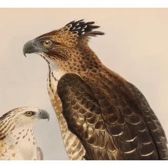 Crested Hawk-Eagle – Keulemans, Antique Bird Print