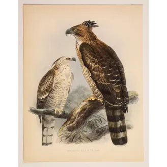 Crested Hawk-Eagle – Keulemans, Antique Bird Print