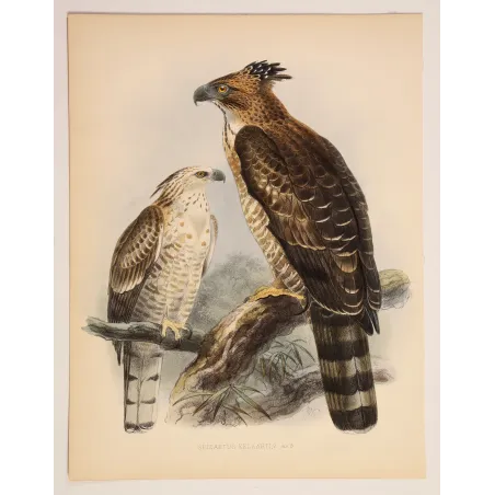 Crested Hawk-Eagle – Keulemans, Antique Bird Print
