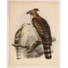 Crested Hawk-Eagle (Spizaëtus kelaarti) – Original Antique Bird Print by Keulemans