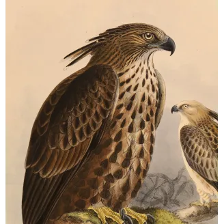 Ceylon Hawk-Eagle – Keulemans, Antique Bird Print