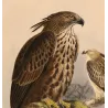 Ceylon Hawk-Eagle (Spizaëtus ceylonensis) – Original Antique Bird Print by Keulemans