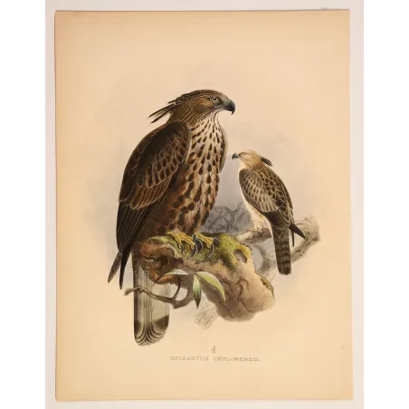 Ceylon Hawk-Eagle – Keulemans, Antique Bird Print