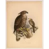 Ceylon Hawk-Eagle (Spizaëtus ceylonensis) – Original Antique Bird Print by Keulemans