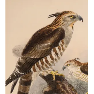 Ceylon Hawk-Eagle – Keulemans, Antique Bird Print