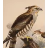 Ceylon Hawk-Eagle (Baza ceylonensis) – Original Antique Bird Print by Keulemans