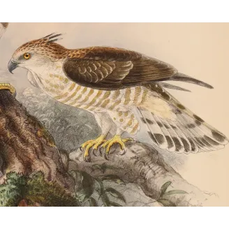 Ceylon Hawk-Eagle – Keulemans, Antique Bird Print