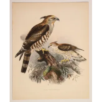 Ceylon Hawk-Eagle – Keulemans, Antique Bird Print