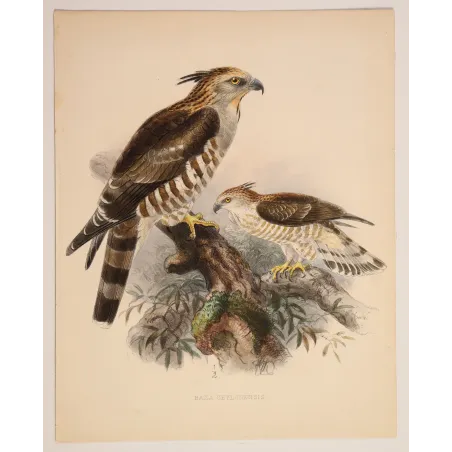 Ceylon Hawk-Eagle – Keulemans, Antique Bird Print