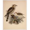 Ceylon Hawk-Eagle (Baza ceylonensis) – Original Antique Bird Print by Keulemans
