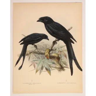 Sri Lankan Drongos – Keulemans, Antique Hand-Colored Engraving