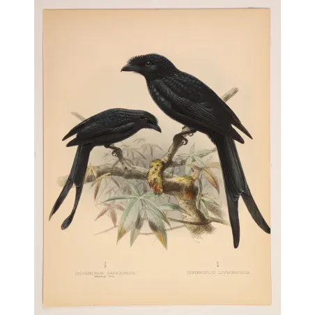Sri Lankan Drongos – Keulemans, Antique Hand-Colored Engraving