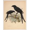 Sri Lankan Drongos (Dissemurus paradiseus & Dissemurus lophorhinus) – Original Antique Bird Print by Keulemans