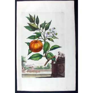 Striped Orange Tree – Abraham Munting Antique Botanical Print