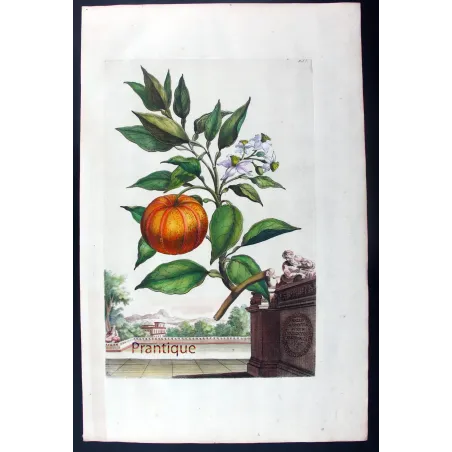 Striped Orange Tree – Abraham Munting Antique Botanical Print