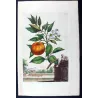 Striped Orange Tree (Citrus aurantium) – Original Hand-Colored Engraving by Abraham Munting, Antique Botanical Print (1696)
