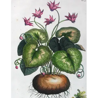 Cyclamen Plant – Abraham Munting Antique Botanical Engraving