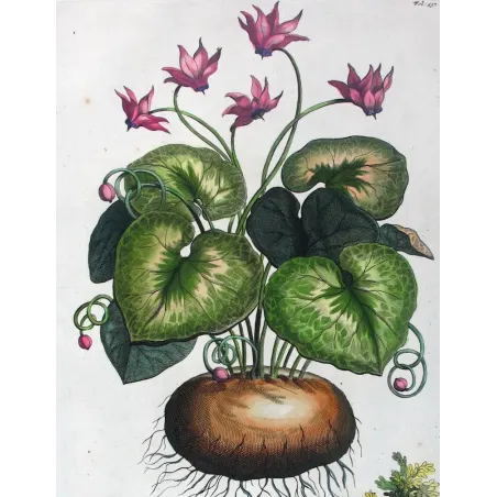 Cyclamen Plant – Abraham Munting Antique Botanical Engraving