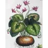 Cyclamen Plant (Cyclamen europaeum) – Original Hand-Colored Engraving by Abraham Munting, Antique Botanical Print