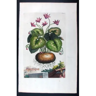 Cyclamen Plant – Abraham Munting Antique Botanical Engraving