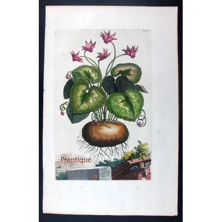 Cyclamen Plant – Abraham Munting Antique Botanical Engraving