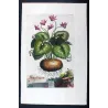 Cyclamen Plant (Cyclamen europaeum) – Original Hand-Colored Engraving by Abraham Munting, Antique Botanical Print
