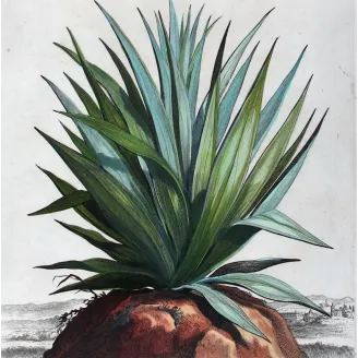 Purple Aloe – Abraham Munting Antique Botanical Engraving