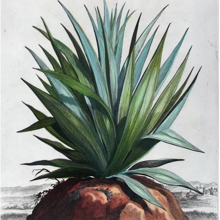 Purple Aloe – Abraham Munting Antique Botanical Engraving