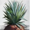 Purple Aloe (Aloe purpurea) – Original Hand-Colored Engraving by Abraham Munting, Antique Botanical Print (1696)